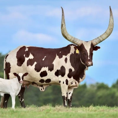 Enkole Bull Profile Picture